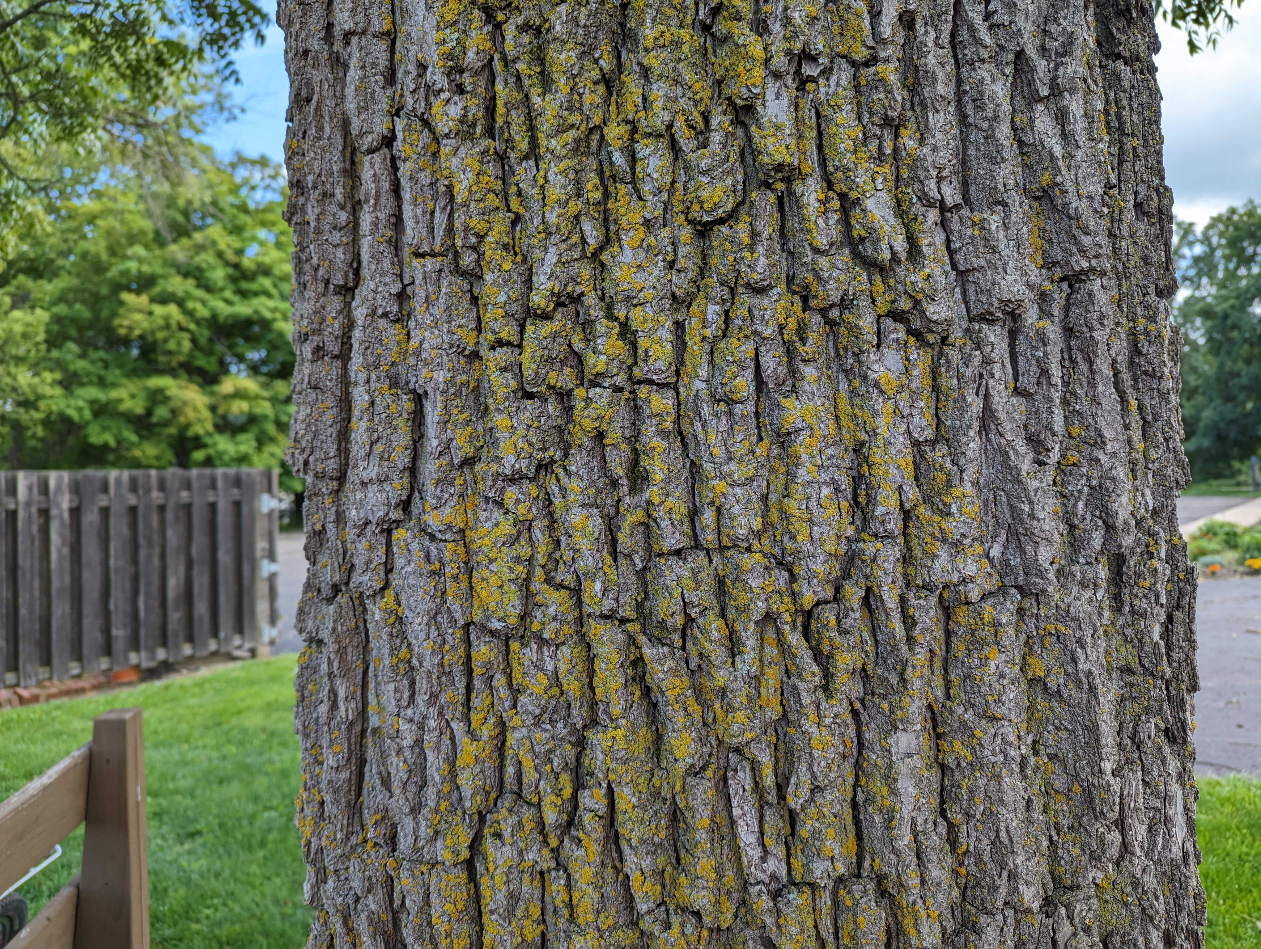 Black walnut bark on a mature tree.